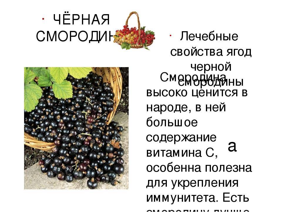 Полезные свойства черной смородины