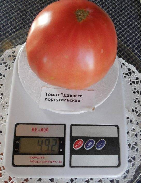 Характеристика томата дакоста португальская и культивирование сорта