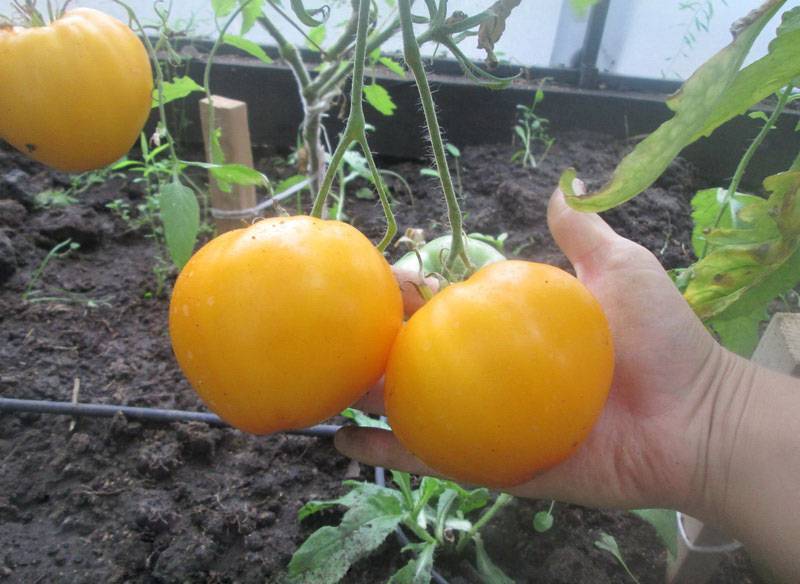 Сорта желтых томатов | tomatland.ru