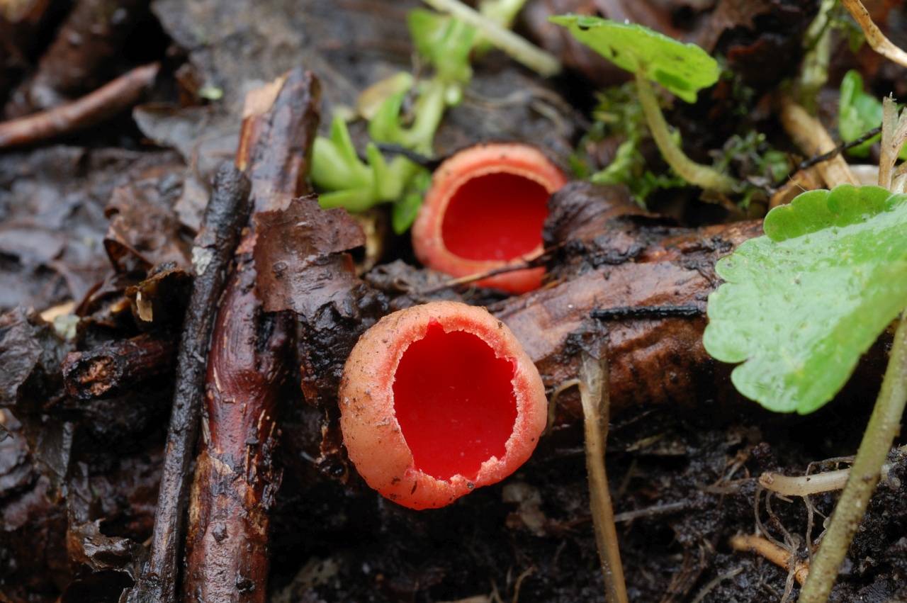 Весенние съедобные грибы: характеристика видов и советы по приготовлению