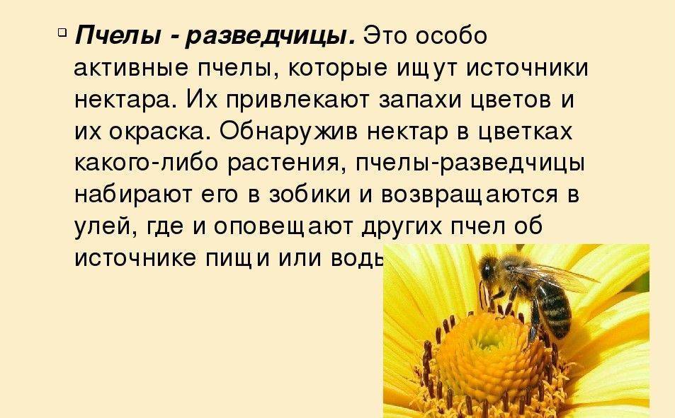 Делают ли осы мед - ответ на сладкий вопрос