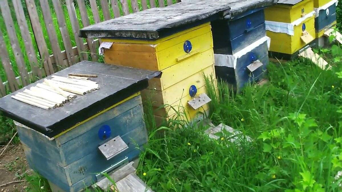 Пчеловодство для начинающих - с чего начать и что нужно знать будущему пчеловоду (видео)