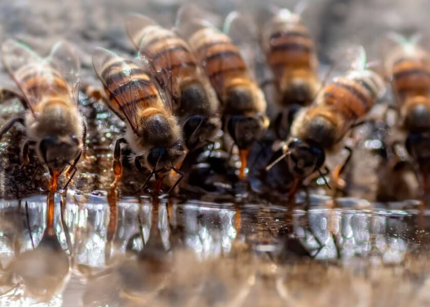 Когда и как подкормить пчел весной: подкормка сиропом, канди, сытой, медом, сахаром