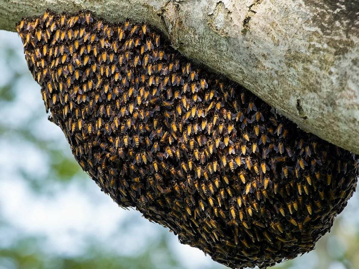 Земляная и другие виды диких пчел, их особенности и образ жизни
