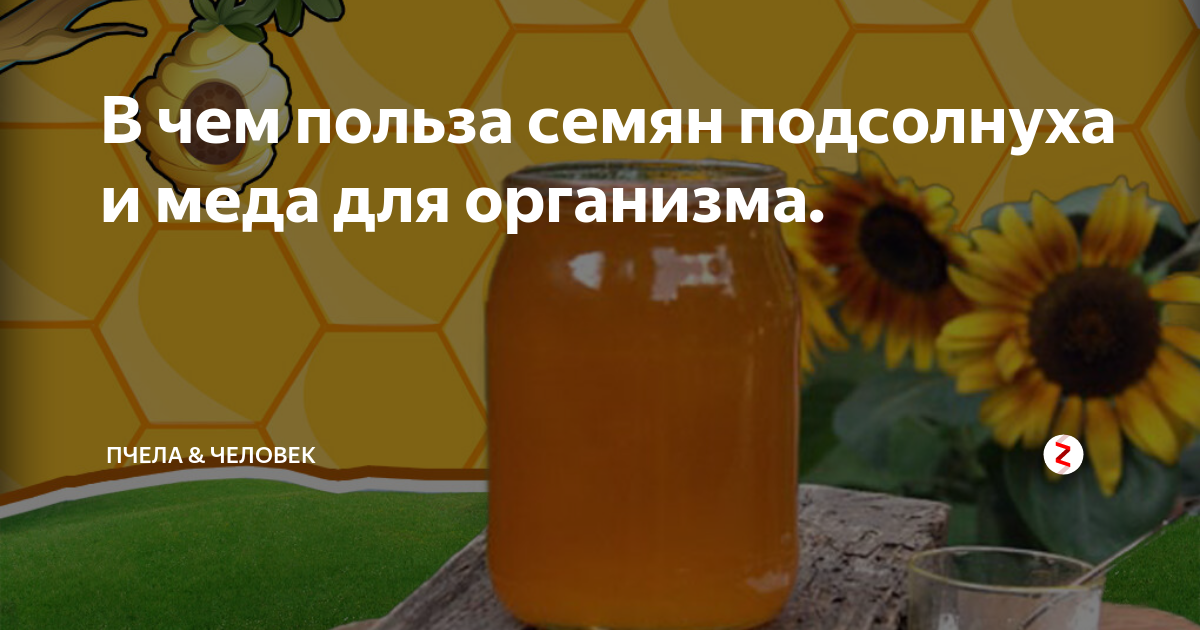 Подсолнечный мед: полезные свойства и противопоказания