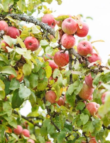 Почему стоит выращивать летний сорт яблони яблочный спас