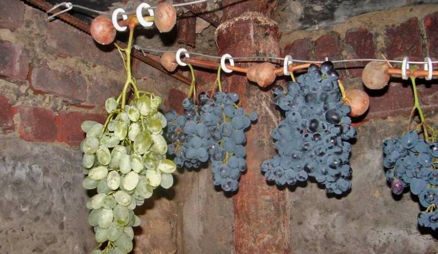 Как сохранить урожай винограда до нового года