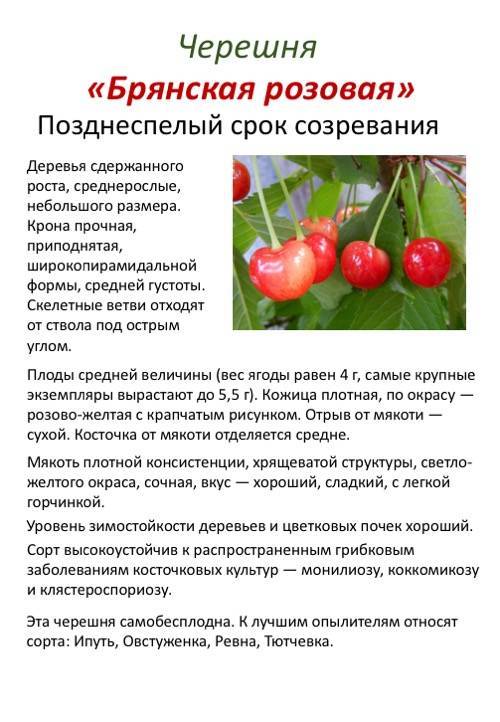 Описание и опылители вишни сорта Владимирская, посадка и уход