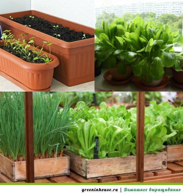 Выращивание зелени в горшках и ящиках зимой на подоконнике для начинающих