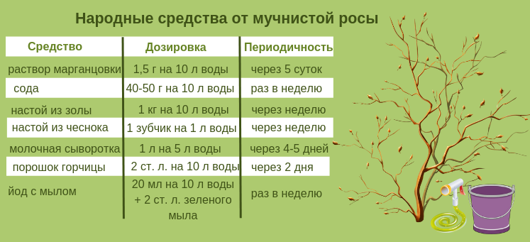 Можно ли опрыскивать смородину кусты. Обработка смородины таблица. Народные средства от мучнистой росы. Вредители смородины обработка. Препарат для смородины от вредителей и болезней.