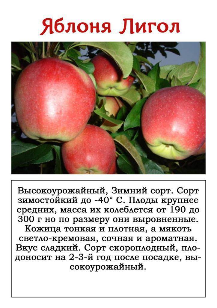 Сорт яблок чемпион характеристика - дневник садовода gossort68.su