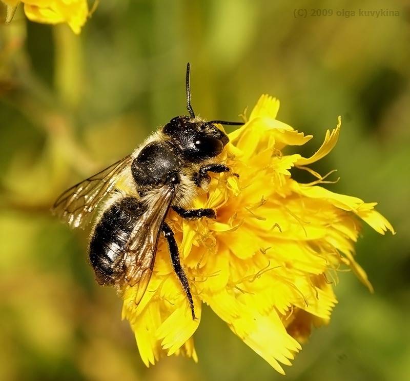 Пчела-листорез – помощник или вредитель? | огородники