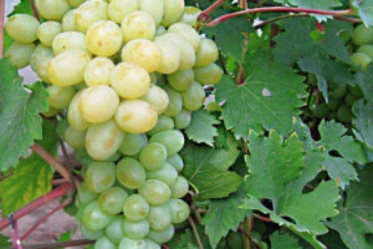 Виноград богатяновский: описание сорта, особенности выращивания и ухода