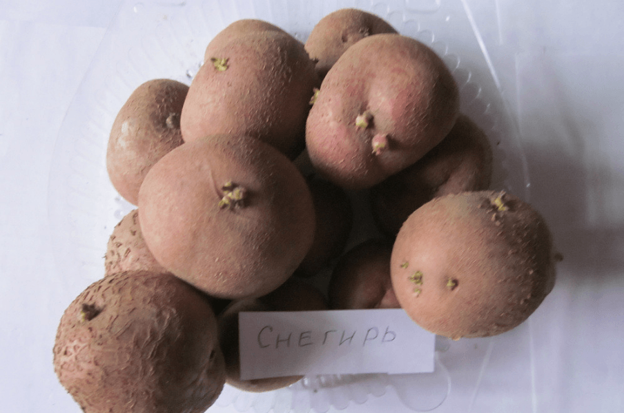 Сорт картофеля снегирь: описание и характеристика, отзывы