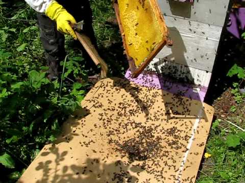 Противороевые методы пчеловодства: как предупредить роение,разновидности и механизмы действия