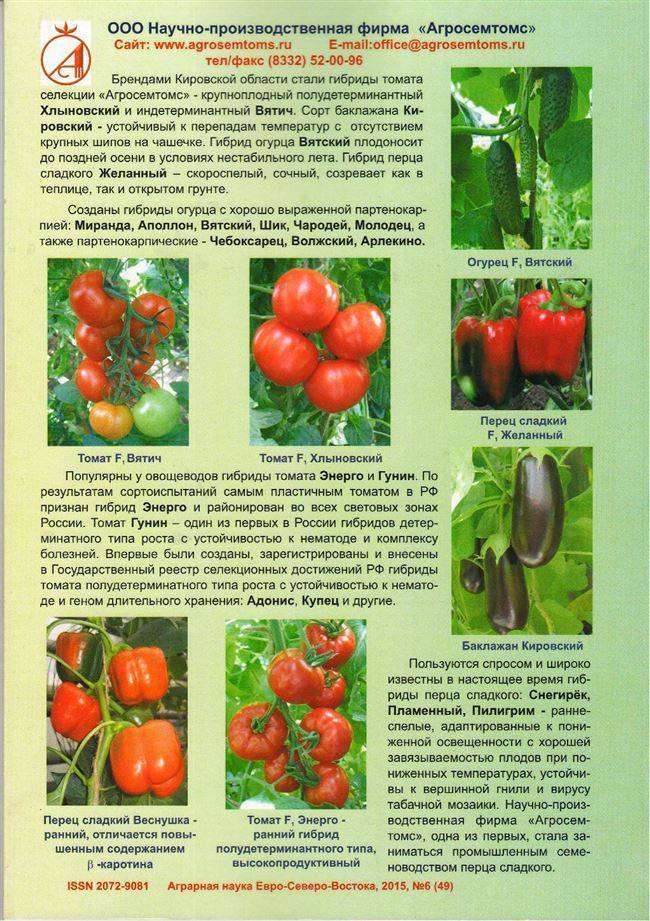 Характеристика томата Гунин и описание свойств сорта