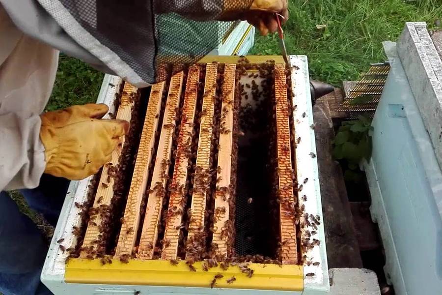 Зимовка в омшаниках. 500 советов пчеловоду