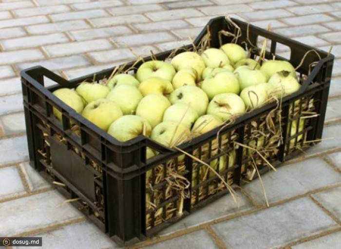 Как и в чем хранить сушеные яблоки в домашних условиях