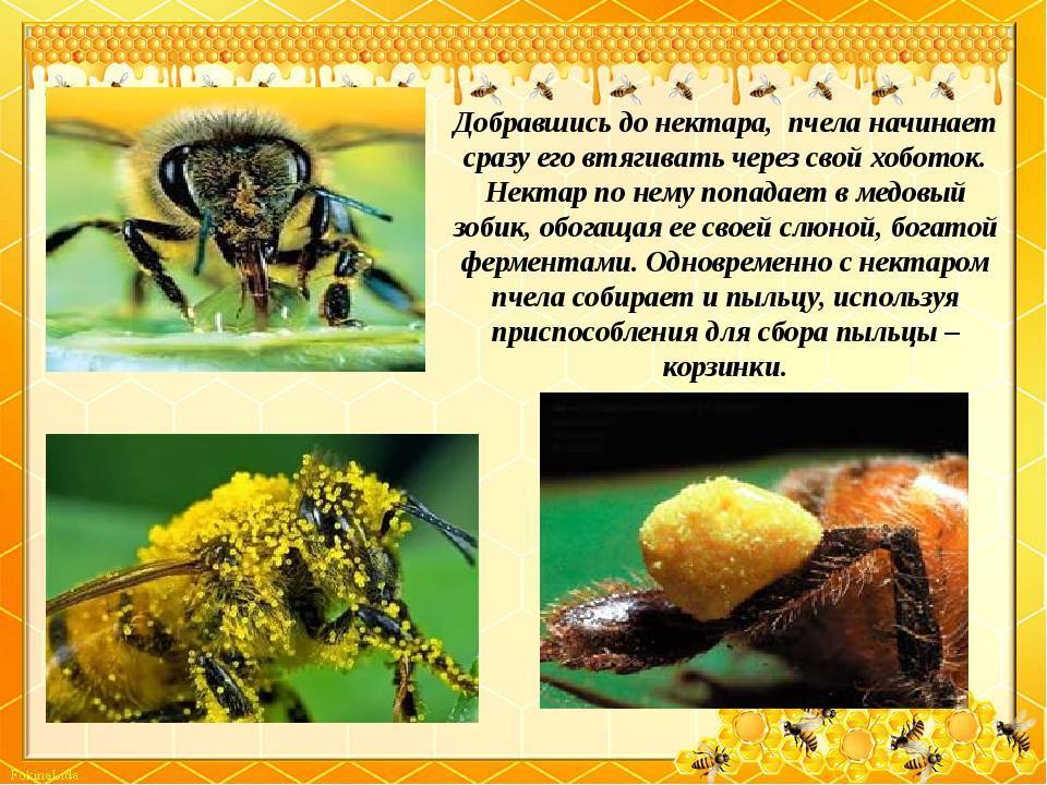 Пчела – породы, описание и фото
