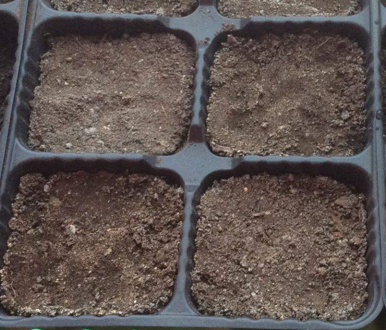 Грунт для рассады: как подготовить в домашних условиях универсальный плодородный почвогрунт