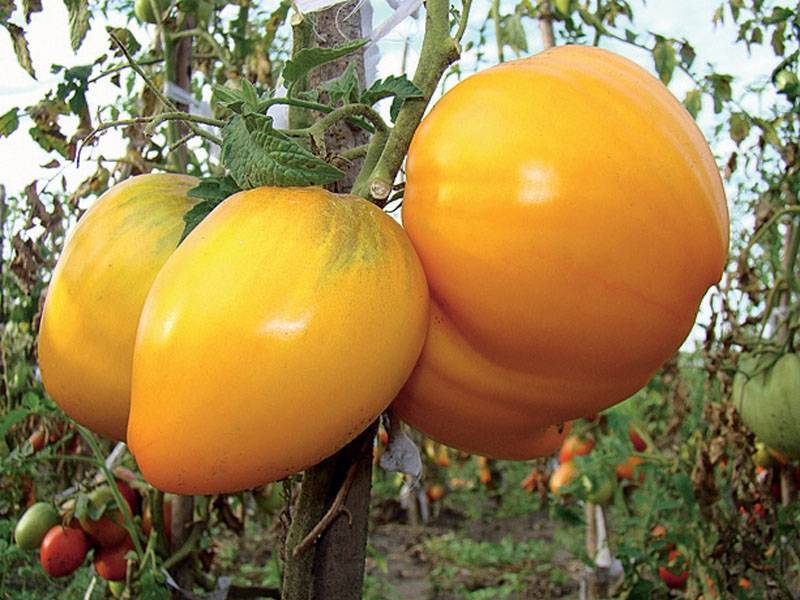 Томат золотые купола: характеристика и описание сорта, фото помидоров, отзывы об урожайности растения