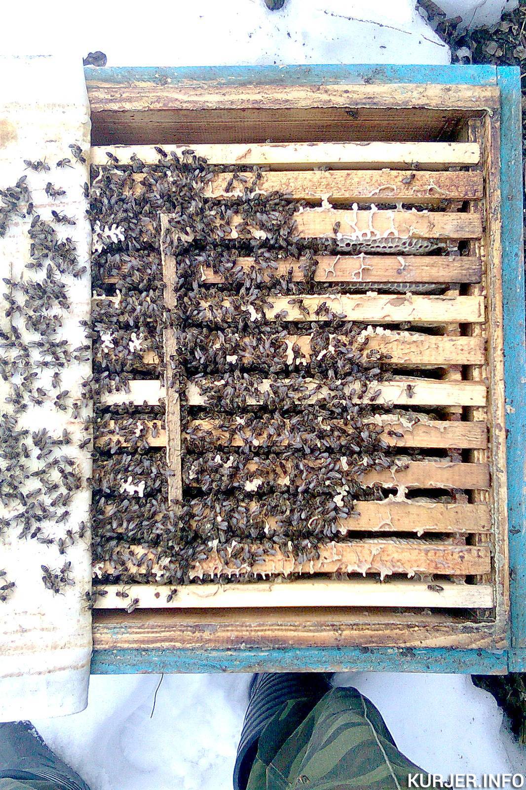 Правила и условия зимовки пчел на улице