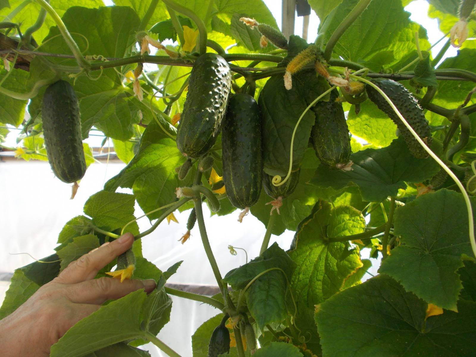 Огурец пасалимо f1: описание и урожайность сорта, фото, отзывы