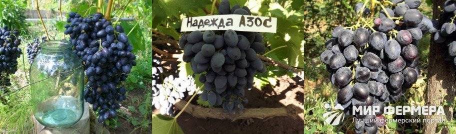 Виноград надежда азос обрезка - дневник садовода semena-zdes.ru