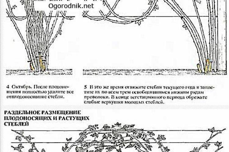 Торнфри ежевика: описание и характеристика сорта, ее выращивание и уход