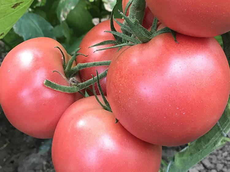 Сорт с высшими товарными качествами — томат пинк мэджик f1: отзывы и фото куста, описание гибрида
