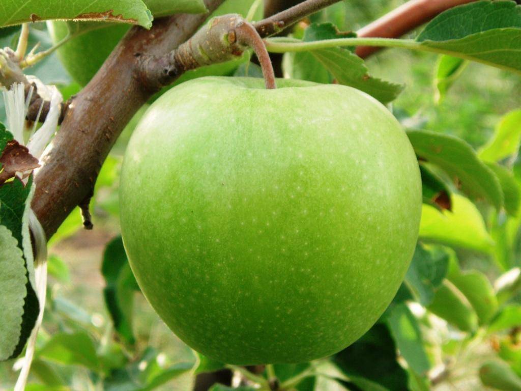 Виды семеренко яблоки