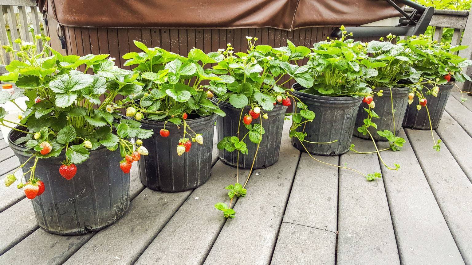Секреты выращивания садовой клубники в кашпо: как получить самый ранний урожай ягод