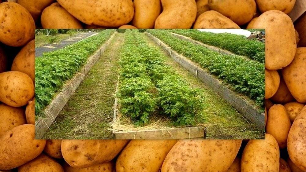 Картофель: посадка и уход в открытом грунте + новые способы посадки