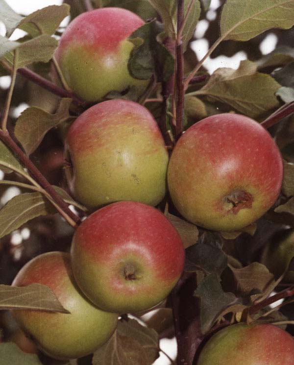Сорта яблонь для среднего урала с фото и описанием