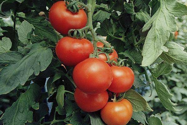 Лучшие новые сорта и гибриды томатов для теплицы и открытого грунта. список названий с фото — ботаничка.ru