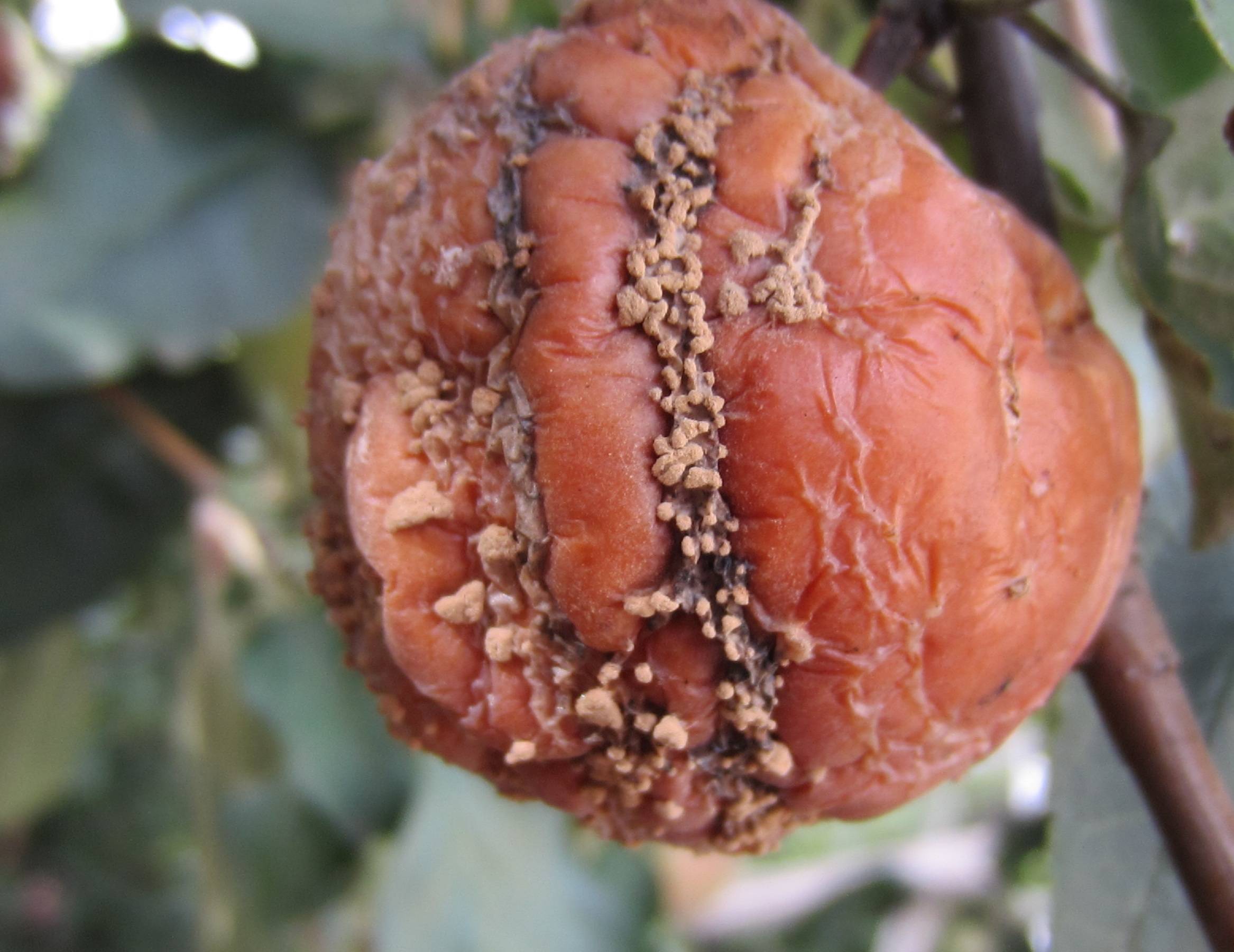 Монилиоз яблони: меры борьбы с плодовой гнилью, лечение и профилактика