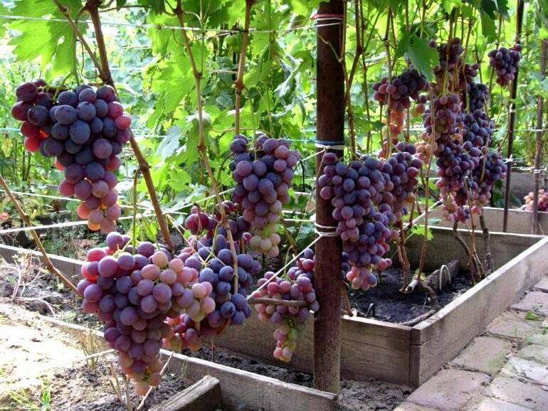 Виноград низина: описание сорта, фото, отзывы, урожайность