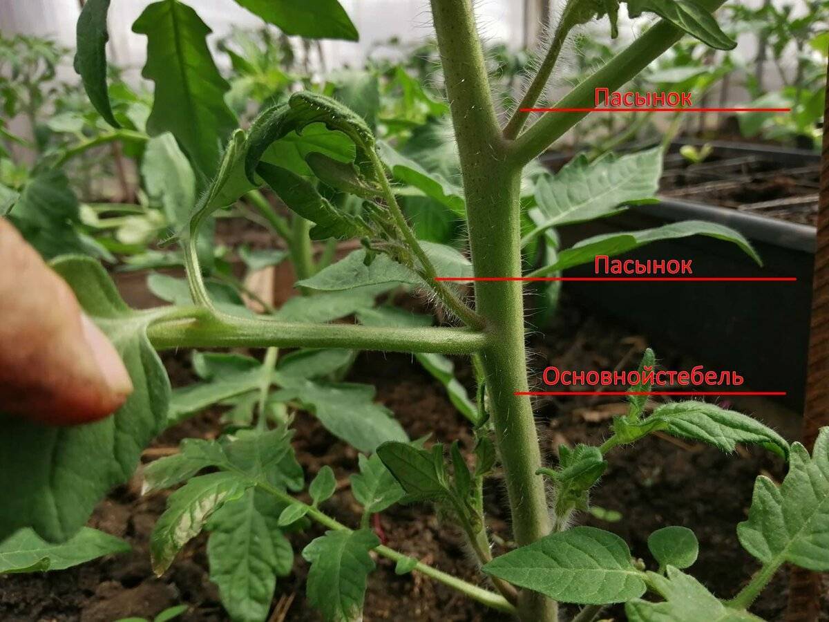 Пасынкование помидоров в теплице пошагово: новичкам и опытным