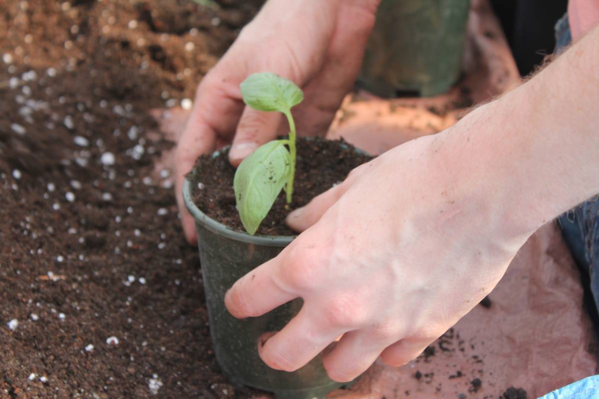 Базилик: выращивание на подоконнике и в открытом грунте, когда сажать семена на рассаду, уход