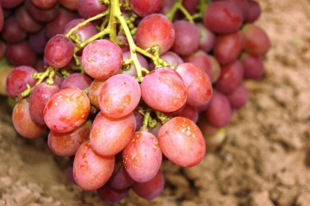 Виноград рубиновый юбилей: описание сорта