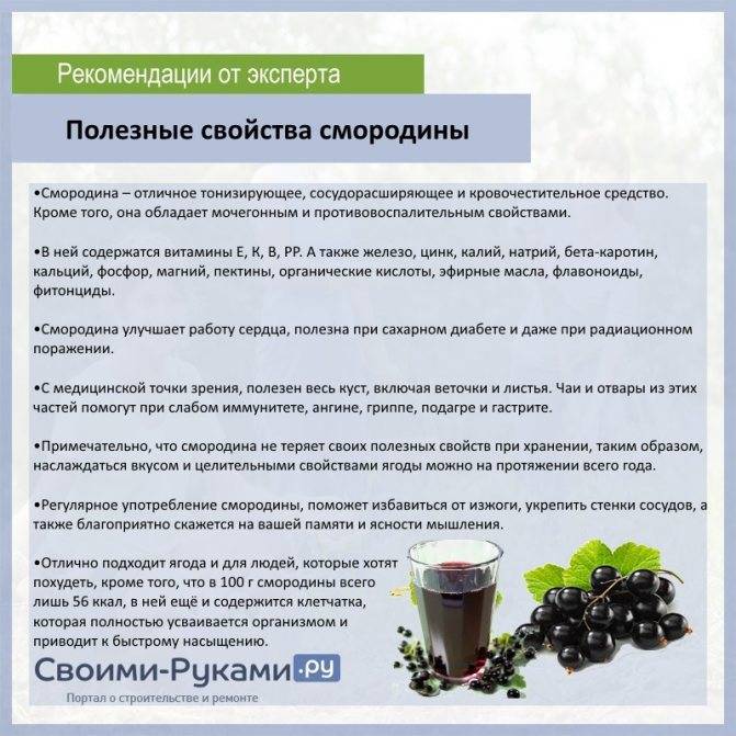 Листья смородины польза и вред для организма женщин и мужчин