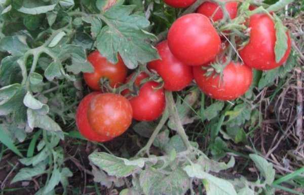 Что такое биф томаты: особенности, описание сортов
