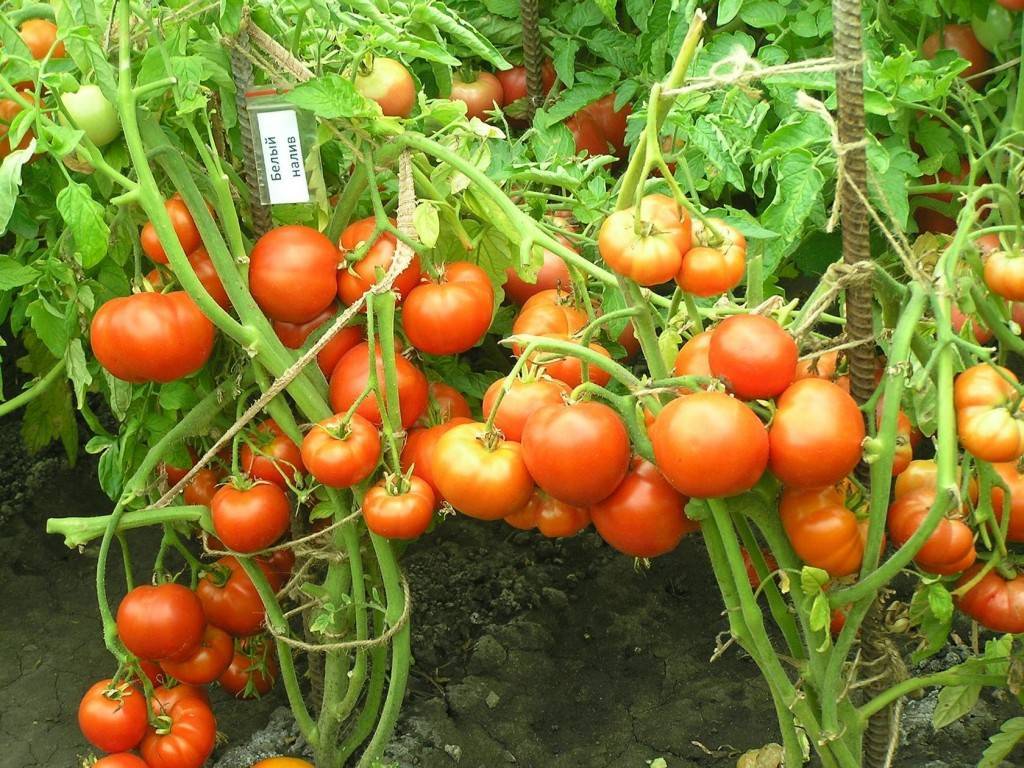 Особенности сорта помидоров белый налив