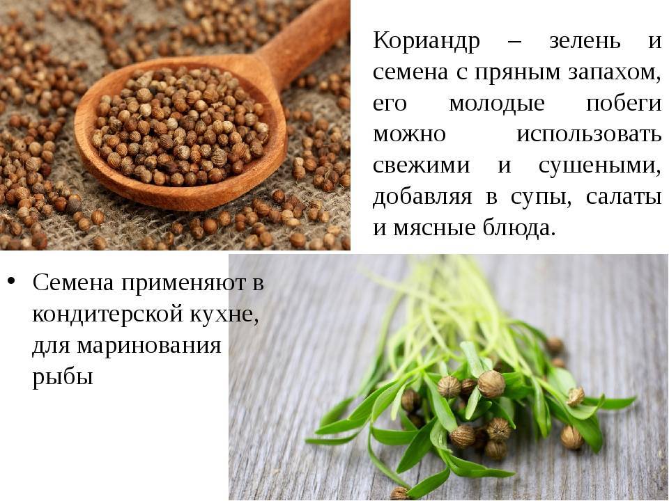Описание лучших сортов кориандра (кинзы), полезные свойства и выращивание