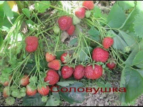 Клубника «соловушка»: описание сорта и особенности выращивания