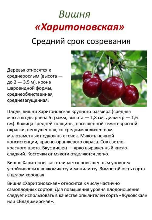 Лучшие сорта вишни, описание с фото, отзывы