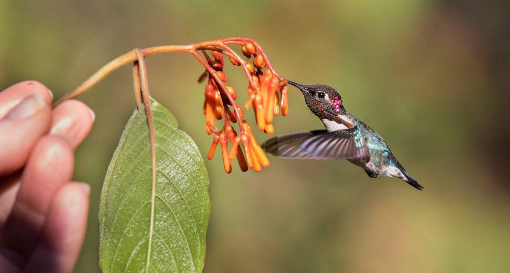 Где обитают колибри - на каком материке живут птички-пчелки