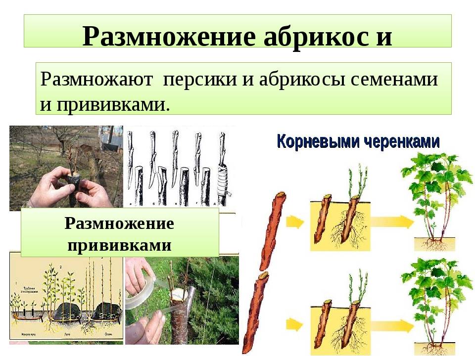 Размножение кипариса черенками в домашних условиях: как укоренить веточку, как посадить и вырастить дерево из ветки