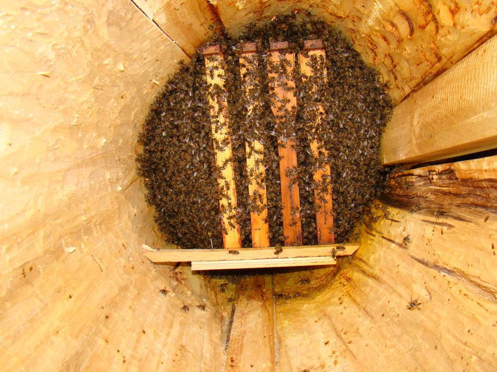 Как пересадить пчел из пчелопакета в улей: правильная пересадка