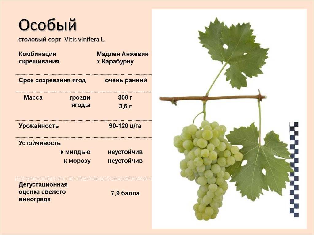 Выращивание винограда рислинг